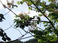 Bretschneidera sinensis