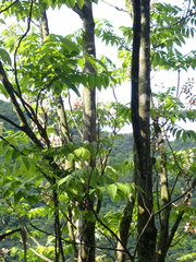 Bretschneidera sinensis