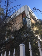 Barnardius zonarius zonarius