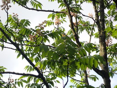 Bretschneidera sinensis