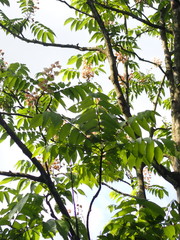 Bretschneidera sinensis