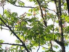 Bretschneidera sinensis