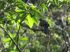 Melanotis hypoleucus