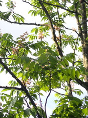 Bretschneidera sinensis