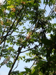 Bretschneidera sinensis