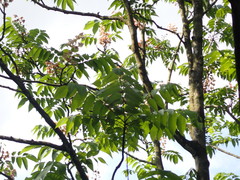 Bretschneidera sinensis