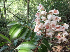 Bretschneidera sinensis