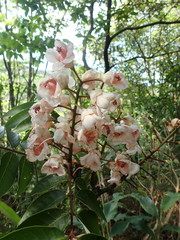 Bretschneidera sinensis