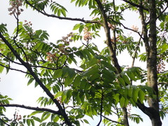 Bretschneidera sinensis