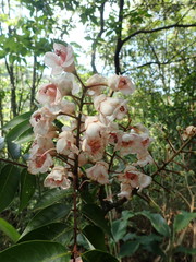 Bretschneidera sinensis