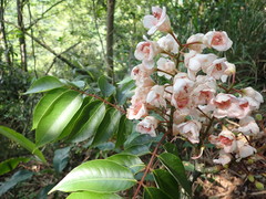 Bretschneidera sinensis