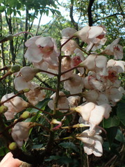 Bretschneidera sinensis