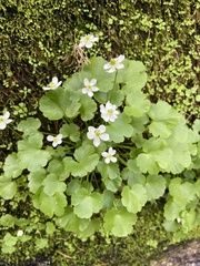 Kumlienia hystricula