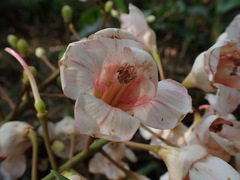 Bretschneidera sinensis