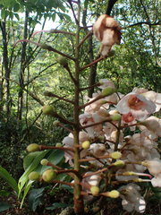 Bretschneidera sinensis