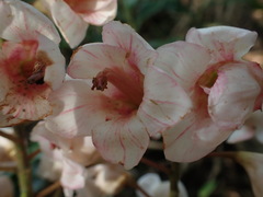 Bretschneidera sinensis