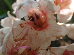 Bretschneidera sinensis