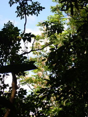 Bretschneidera sinensis