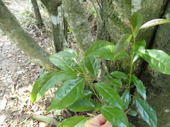 Ehretia longiflora