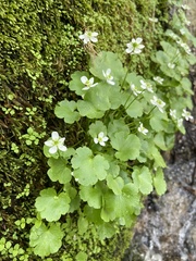 Kumlienia hystricula