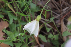 Calystegia macrostegia intermedia