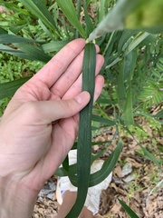 Triticum aestivum