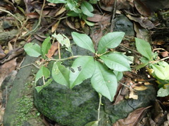 Ardisia chinensis