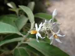 Solanum donianum