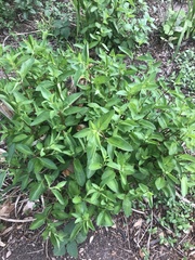 Anisacanthus quadrifidus