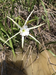 Hymenocallis occidentalis
