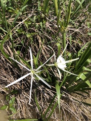 Hymenocallis occidentalis