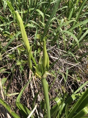 Hymenocallis occidentalis