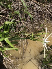 Hymenocallis occidentalis