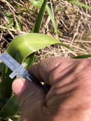 Hymenocallis occidentalis
