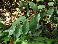 Lasianthus hispidulus