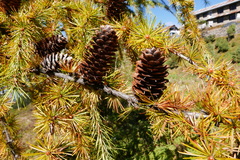 Larix potaninii himalaica