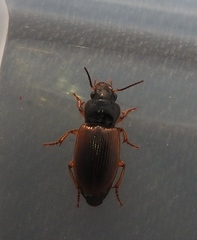 Anisodactylus sanctaecrucis