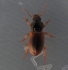 Anisodactylus sanctaecrucis