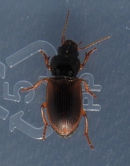 Anisodactylus sanctaecrucis
