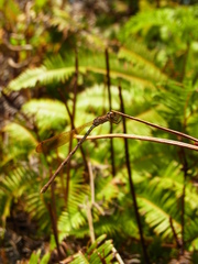 Indolestes peregrinus