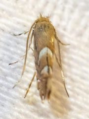 Phyllonorycter aeriferella