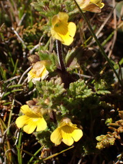 Euphrasia cockayneana