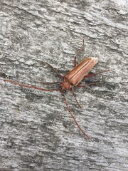 Ochrocydus huttoni