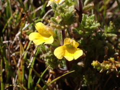 Euphrasia cockayneana