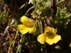 Euphrasia cockayneana