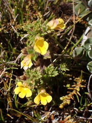 Euphrasia cockayneana