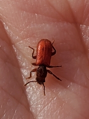 Zenodosus sanguineus