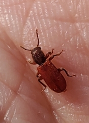 Zenodosus sanguineus