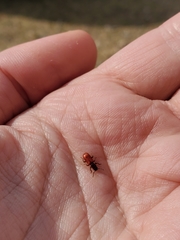 Zenodosus sanguineus