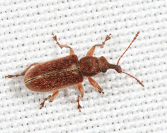 Cimberis elongata